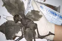 Vạch trần những bức ảnh, vụ việc lừa đảo trên mạng (2)