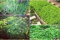 Thích mê vườn rau tuyệt đẹp của người Việt ở nước ngoài