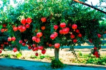 Tại sao cây lựu hay được chọn để trang trí nhà?