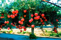 Tại sao cây lựu hay được chọn để trang trí nhà?