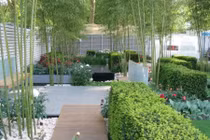 Mẹo trồng tre chuẩn phong thủy để phát như đại gia 