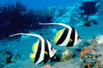 Mơ thấy con vật này, chắc chắn không thăng quan cũng phát tài! 