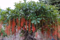 Ý nghĩa phong thủy ít biết của cây lộc vừng