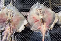 Kinh hãi đặc sản cá lên men bốc mùi hôi thối