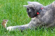 Video hài hước: Tom và Jerry phiên bản đời thực