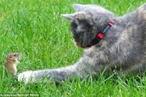 Video hài hước: Tom và Jerry phiên bản đời thực