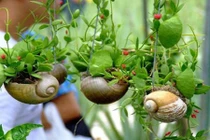 4 cách tạo khu vườn mini cho ngôi nhà của bạn