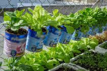 Độc đáo vườn rau sạch trồng bằng hộp sữa