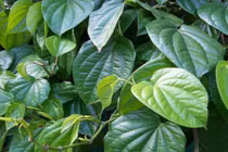 10 công dụng thần kỳ của lá trầu không