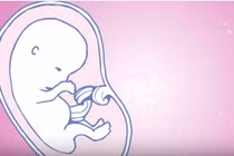Cận cảnh sự phát triển của thai nhi trong tháng đầu tiên