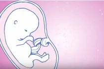 Cận cảnh sự phát triển của thai nhi trong tháng đầu tiên