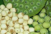 Những công dụng thần kỳ của hạt sen