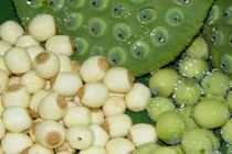 Những công dụng thần kỳ của hạt sen