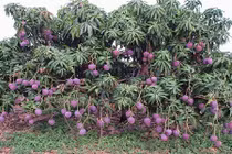 Video: Những loại cây “siêu mắn” cho quả sai trĩu trịt nhìn mãi không chán