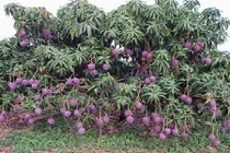 Video: Những loại cây “siêu mắn” cho quả sai trĩu trịt nhìn mãi không chán