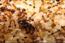 Sự thật khó tin về loài kiến có thể bạn chưa biết