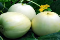 Công dụng tuyệt vời của dưa lê trong ngày nắng nóng