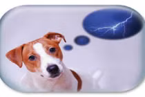 9 loài vật dự báo thời tiết tốt hơn nhà khí tượng học