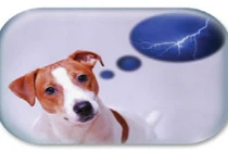 9 loài vật dự báo thời tiết tốt hơn nhà khí tượng học