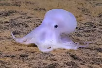 Phát hiện bạch tuộc ma dưới đáy biển