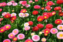 10 loài hoa, cây cảnh có công dụng chữa bệnh bạn nên biết