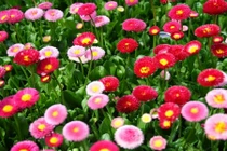 10 loài hoa, cây cảnh có công dụng chữa bệnh bạn nên biết