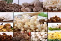 Những điều cấm kỵ đừng bao giờ mắc khi chế biến nấm