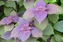 6 thực phẩm “vàng” tốt cho người viêm khớp