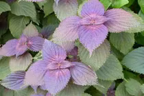 6 thực phẩm “vàng” tốt cho người viêm khớp