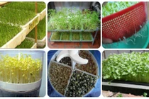 Bí quyết trồng rau mầm tại nhà ngon sạch hết ý