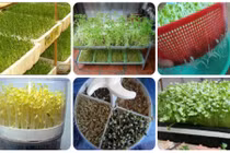 Bí quyết trồng rau mầm tại nhà ngon sạch hết ý