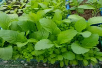 Bật mí cách trồng rau trong thùng xốp lên ầm ầm