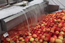 Sự thật khủng khiếp đằng sau hoa quả bạn mua hàng ngày