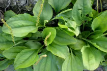 Công dụng không đếm xuể của cây mã đề