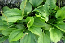 Công dụng không đếm xuể của cây mã đề