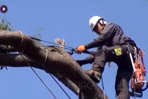 Xem cách người nước ngoài đốn hạ cây "khủng"