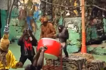 Video: Khỉ múa lân vui nhộn