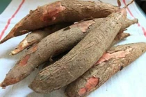 Hối hận cả đời nếu ăn củ sắn theo cách này