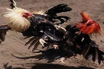 Đây là trận chọi gà hay nhất từ xưa tới nay