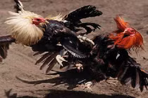 Đây là trận chọi gà hay nhất từ xưa tới nay