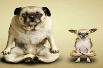 Video: Mãn nhãn màn tập yoga cùng một chú chó