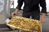 Quy trình làm mật của ong ít người biết