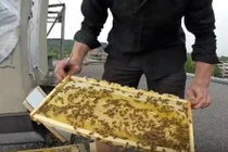 Quy trình làm mật của ong ít người biết