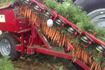 Choáng ngợp trước máy thu hoạch cà rốt siêu chuyên nghiệp