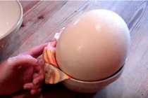 Quả trứng đà điểu lớn nhất thế giới, cả nhà ăn không hết