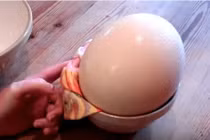 Quả trứng đà điểu lớn nhất thế giới, cả nhà ăn không hết