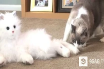 Chết cười với clip mèo robot lừa tình mèo thật