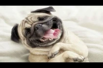 10 giống chó khôn nhất thế giới khiến bạn kinh ngạc