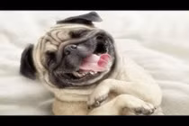 10 giống chó khôn nhất thế giới khiến bạn kinh ngạc