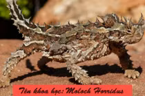 9 sinh vật có hình thù kỳ lạ nhất trong tự nhiên